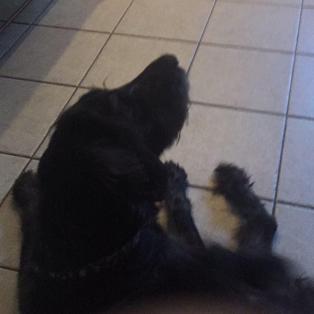 Meet your Posher, Asher